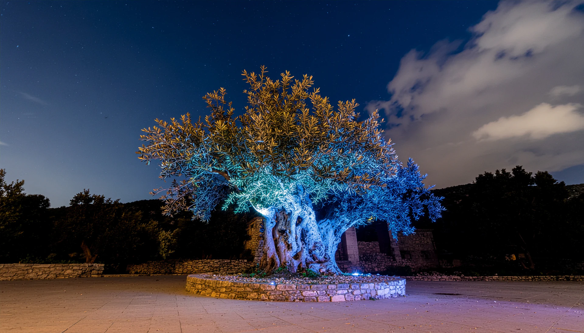 Blue light reveals the textured trunk and canopy of an olive tree